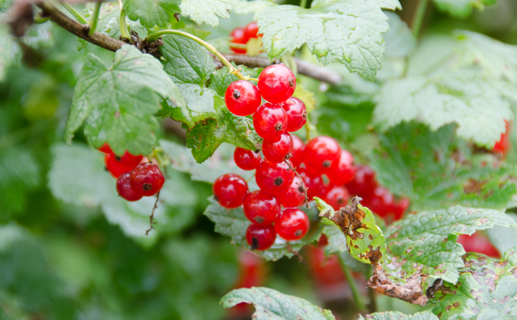 Red currants