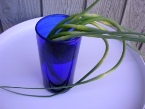 Garlic scapes