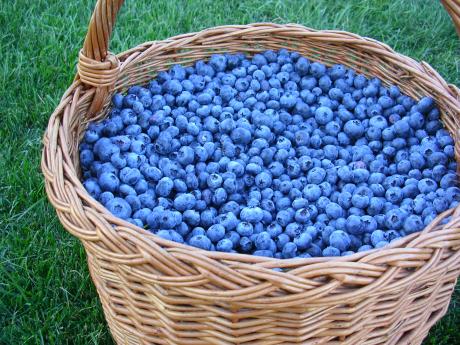 Blueberries