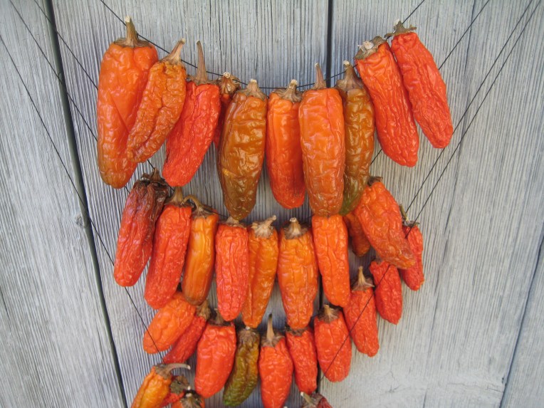Jalapenos drying