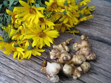 Jerusalem artichokes