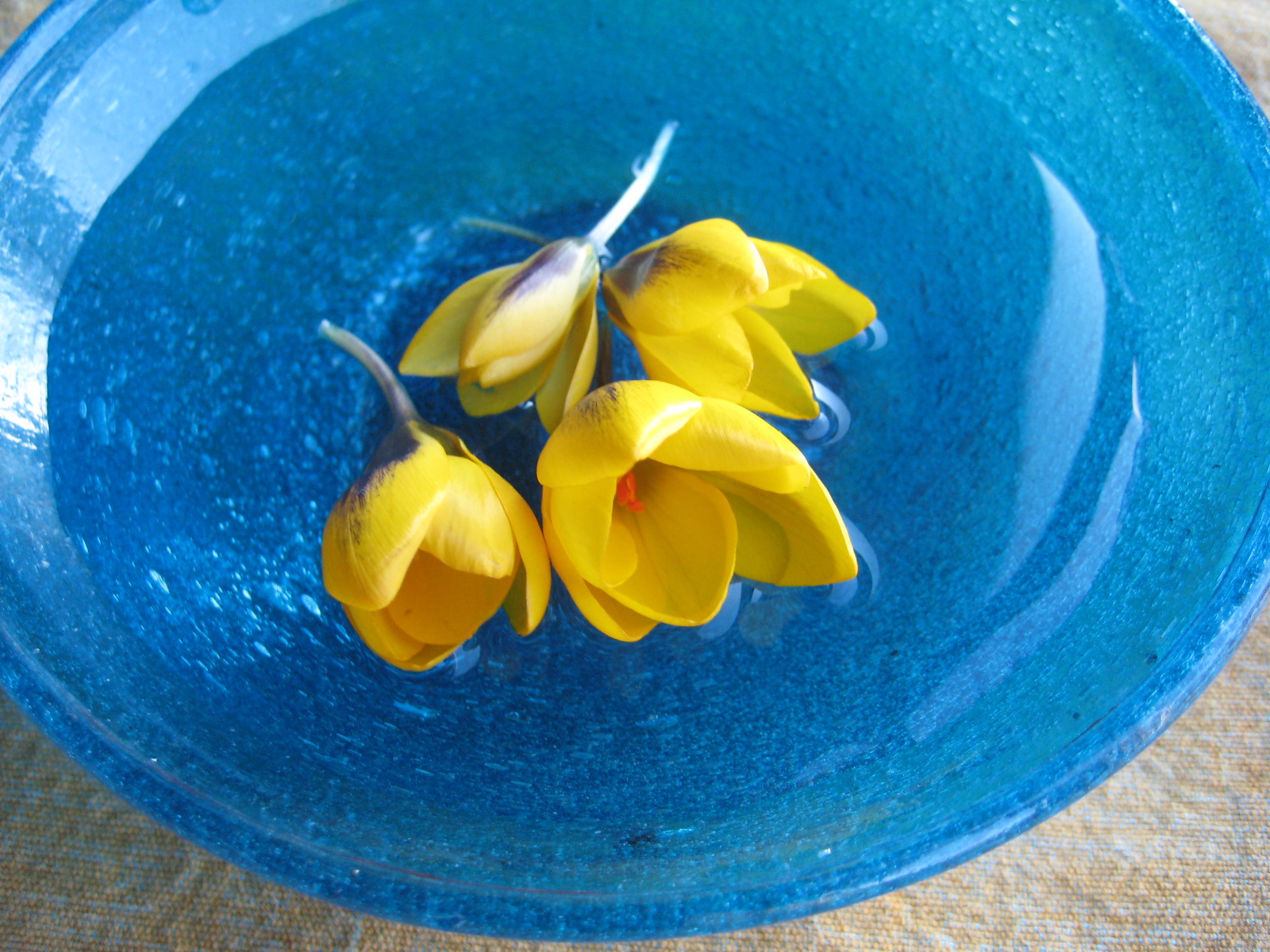 Chrysanthus Cream Beauty