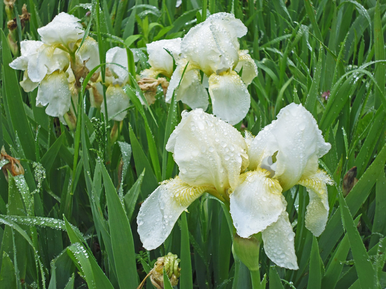 Iris