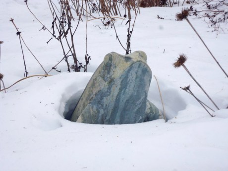 Frog in the snow