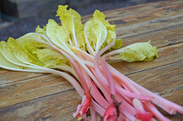 Forced rhubarb bunch