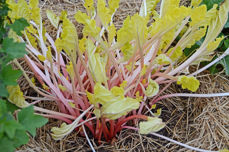 Forced rhubarb plant