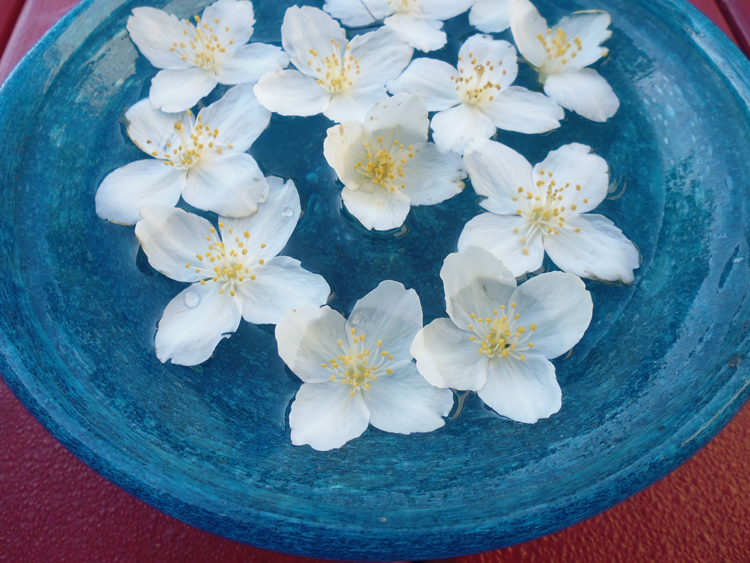 Mock orange1