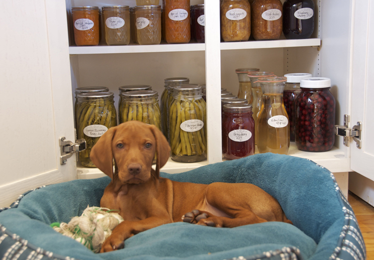 Guarding the jars