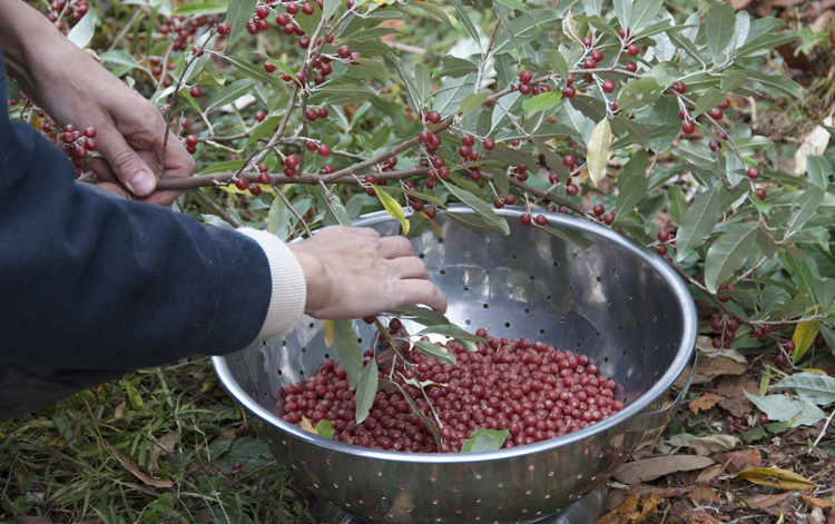 Picking autumn berries