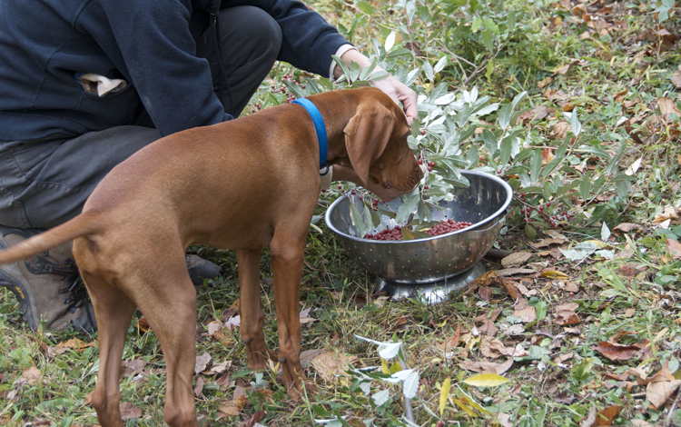 Laszlo and autumn berries