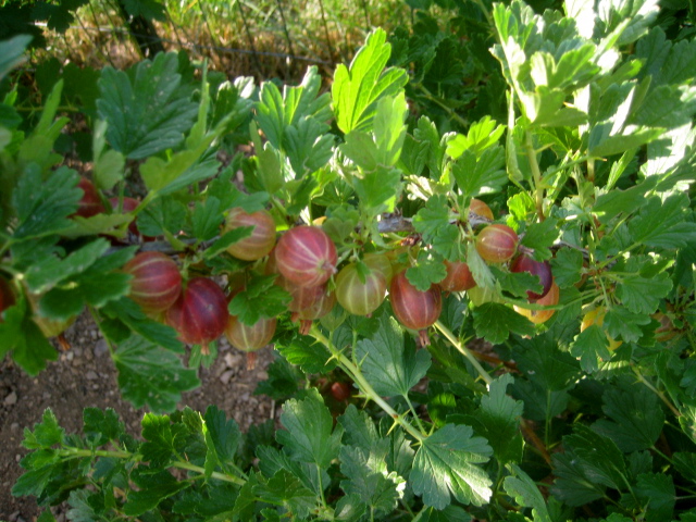 Gooseberries 