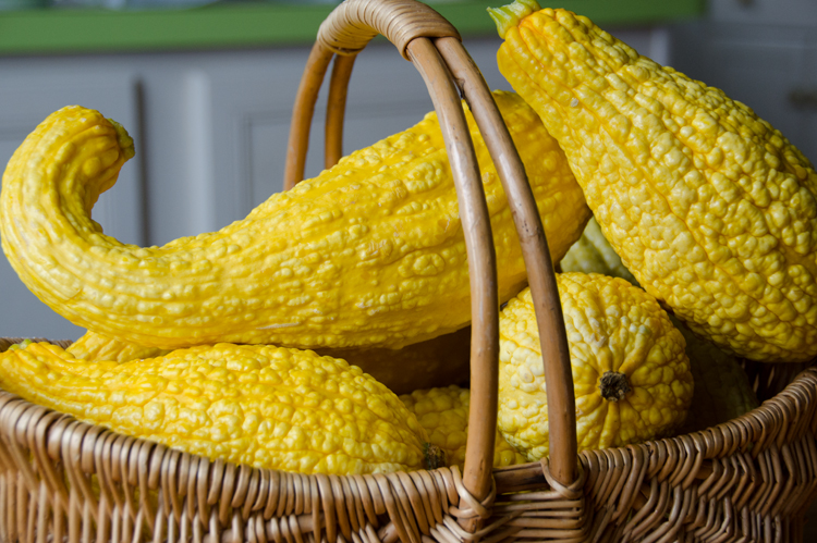 Yellow crookneck in basket