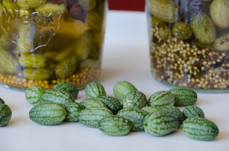 Mexican sour gherkins aka mouse melons