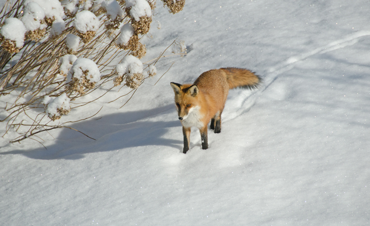 Fox in the snow pausing, February 2015